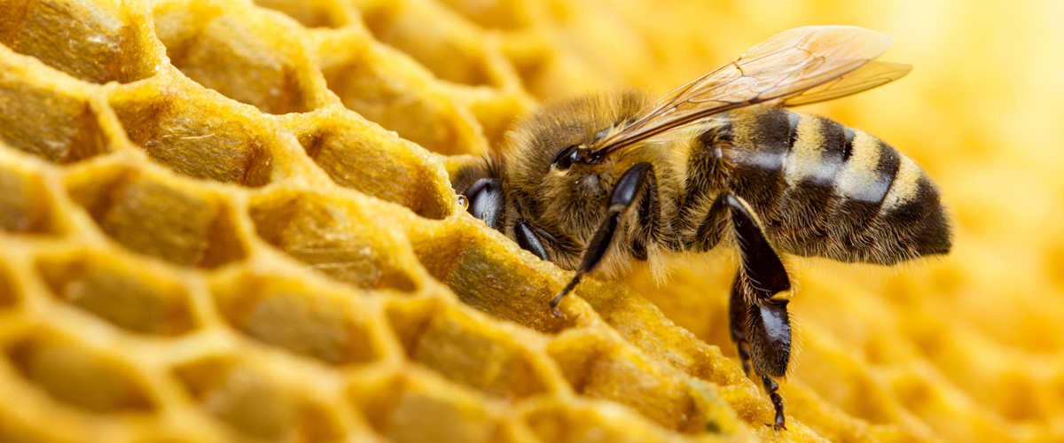 Пчелиный яд убил клетки самого агрессивного рака груди